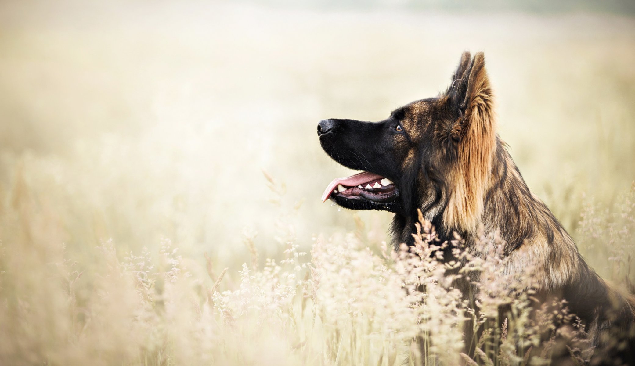 Взыскание ущерба при укусе собаки в Ардоне